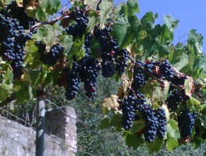 IMG00179-20110914-1236